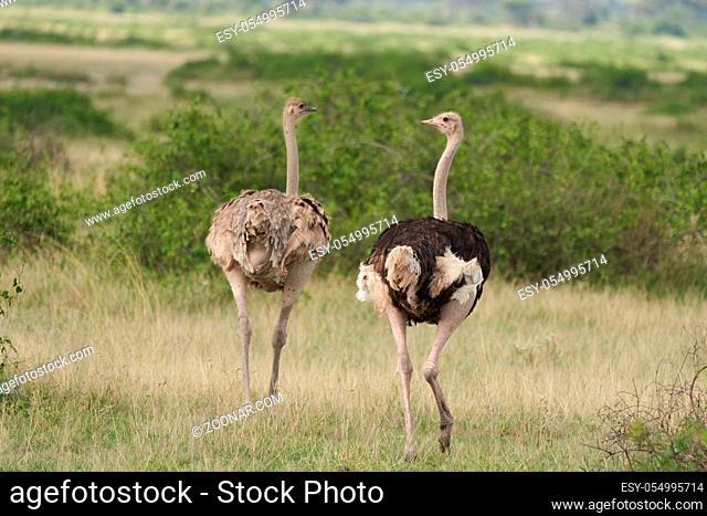 Common ostrich Struthio camelus Africa Kenya Savannah. High quality photo Couple