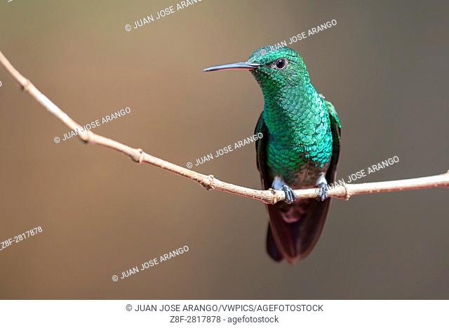 Steely-vented Hummingbird (Amazilia saucerrottei), Cali, Valle del Cauca