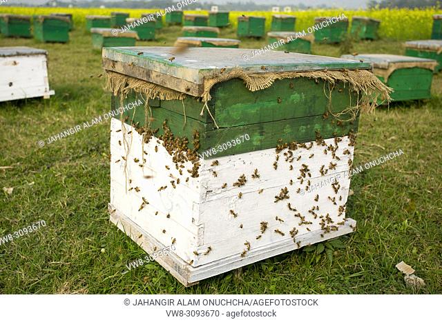 Honey bees flying in and out of commercial beekeeping beehives, collecting from the Mustard Flower honey production