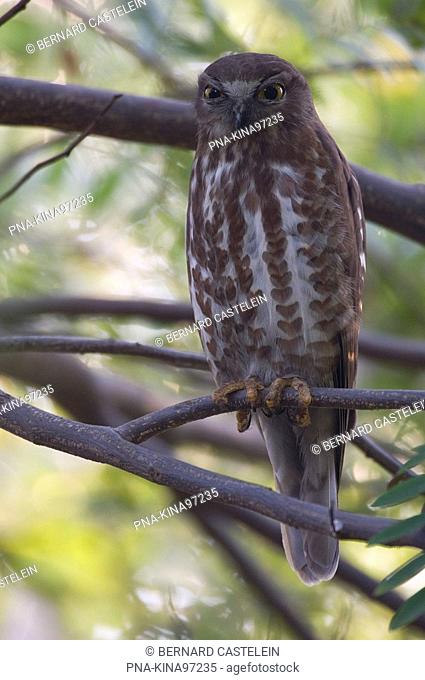 Brown Hawk-Owl Ninox scutulata - Madhya Pradesh, India, Asia