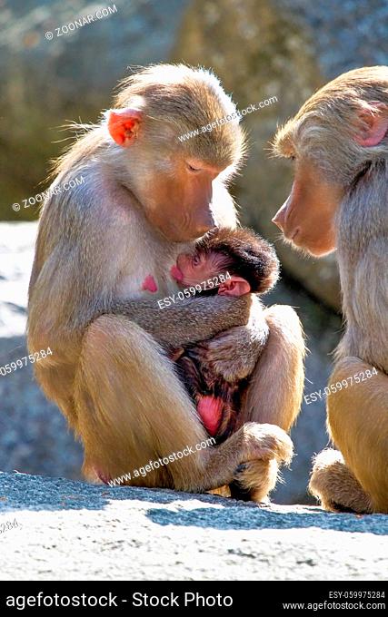 The hamadryas baboon, Papio hamadryas is a species of baboon, being native to the Horn of Africa and the southwestern tip of the Arabian Peninsula