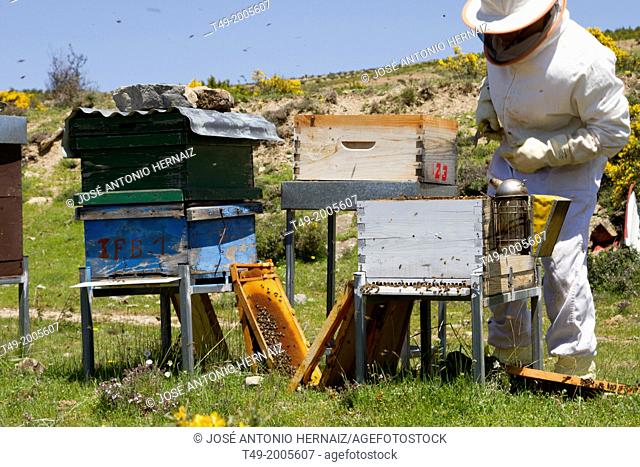 apiculture and honey bees working in Santa Engracia La Rioja