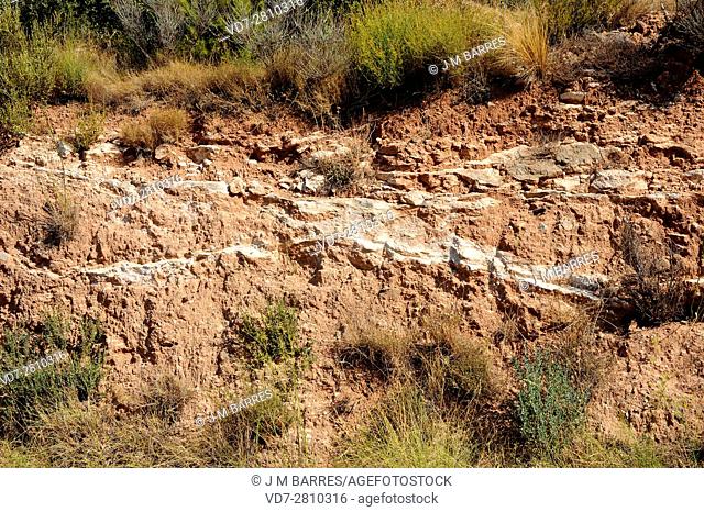 Caliche, calcrete, duricrust or hardpan is a calcium carbonate cement which precipitates between others soil materials. This photo was taken near Tortosa