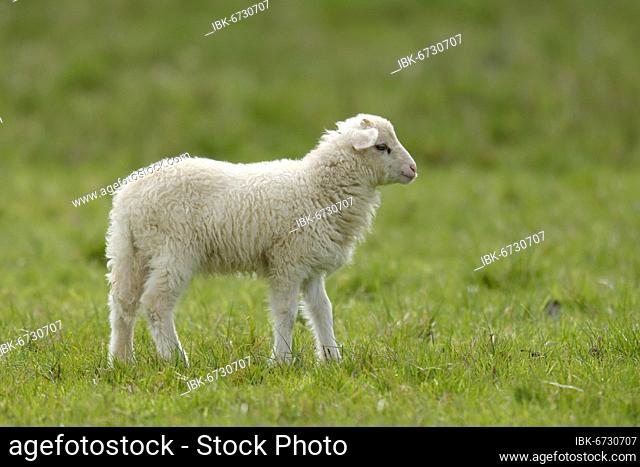 Forest sheep, lamb standing on a pasture, Germany, Europe