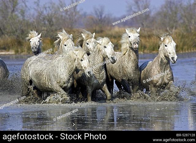 CAMARGUE HORSE, HERD IN THE HUMP, SAINTES MARIE DE LA MER IN THE SOUTH OF FRANCE