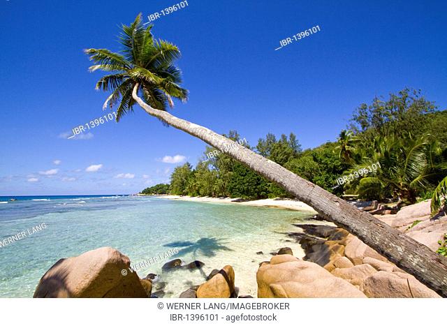 Coconut Palm (Cocos nucifera) and granite rocks by the sea, Anse Severe, La Digue Island, Seychelles, Africa, Indian Ocean