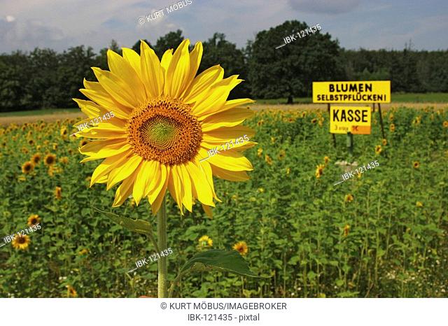 Blooming sunflower Helianthus annuus in front of a big yellow board advertising self-picking of sun flowers