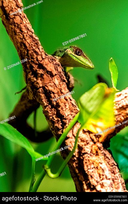 The knight anole (Anolis equestris) is the largest species of anole also called Cuban knight anole or Cuban giant anole