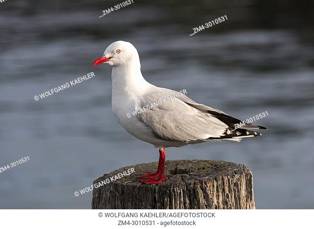 A red-billed gull (Chroicocephalus novaehollandiae scopulinus), once also known as the mackerel gull, is a native of New Zealand (here in Kaikoura)
