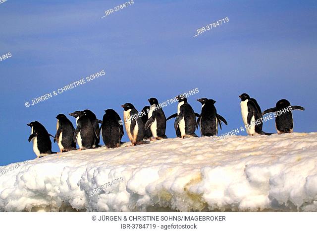 Adelie Penguins (Pygoscelis adeliae), adult group, in the snow, Brown Bluff, Antarctica