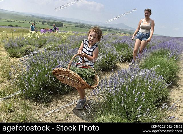 Self-picking of lavender began on a field near Starovicky, Czech Republic, on June 24, 2021. (CTK Photo/Vaclav Salek)