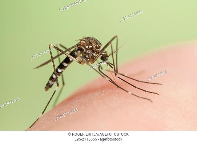 Aedes japonicus invasive mosquito species to Central Europe, bloodfeeding on human skin