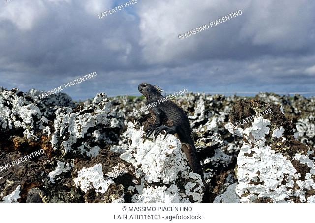 The Marine Iguana Conolophus subcristatus is a species of lizard in the Iguanidae family found only on the Galapagos Islands