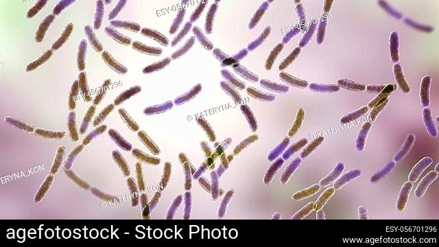 Bacteria Lactobacillus, 3D illustration. Normal flora of small intestine, lactic acid bacteria. Probiotic bacterium