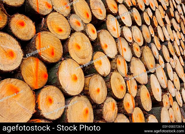 Stack of marked tree trunks