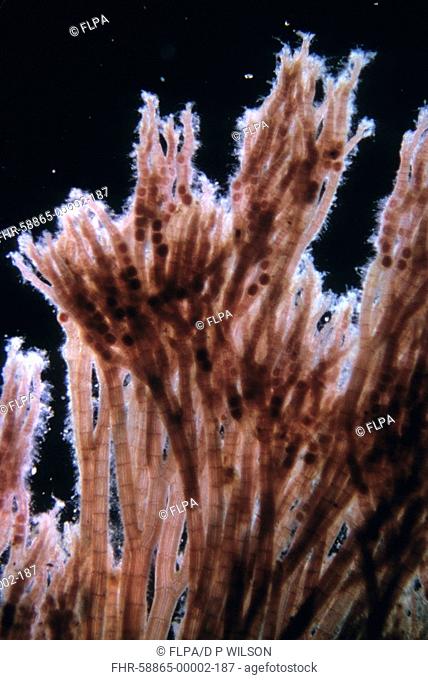 Seaweed Polysiphonia nigrescens close-up of tetraspores, magnification x 6 5, Devon, England