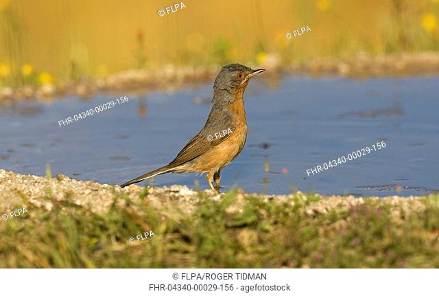 Subalpine Warbler Sylvia cantillans adult male, standing in water at edge of pool, Spain