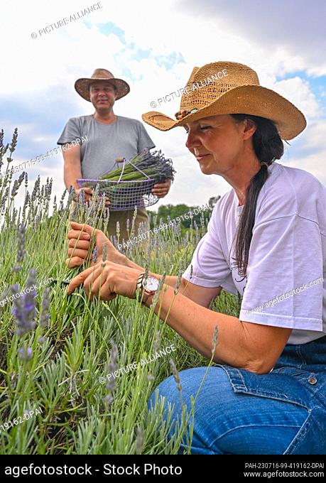 PRODUCTION - 10 July 2023, Brandenburg, Grimme: Polish farmer Joanna and her husband Karol Olszewski harvest blossoms in one of their lavender fields in the...
