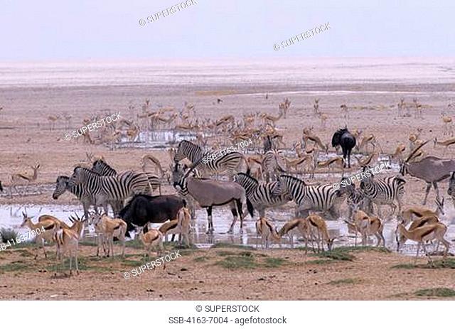 NAMIBIA, ETOSHA NATIONAL PARK, ORYX, SPRINGBUCKS, WILDEBEESTE & BURCHELL'S ZEBRA AT WATERHOLE
