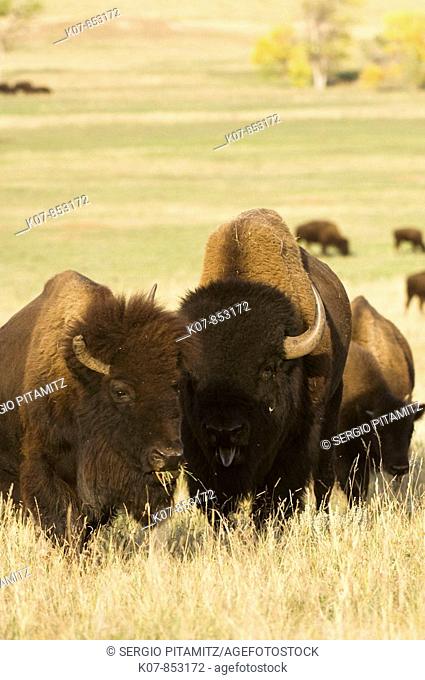 Bison herd. Custer State Park, Black Hills, South Dakota, USA