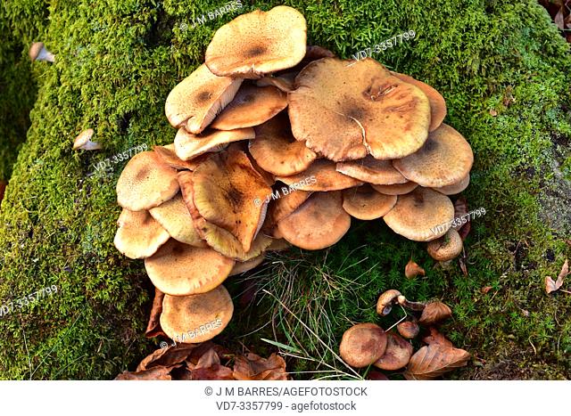 Sticky scalycap (Pholiota gummosa) is a saprophyte fungus. This photo was taken in Otzarreta Forest, Euskadi, Spain