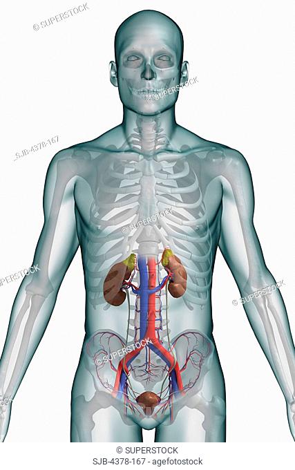 Front view of the male torso with the skeleton, urinary system and it's major blood vessels