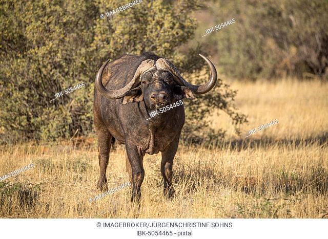 Cape buffalo (Syncerus caffer), adult male, eating, Tswalu Game Reserve, North Cape, South Africa, Africa