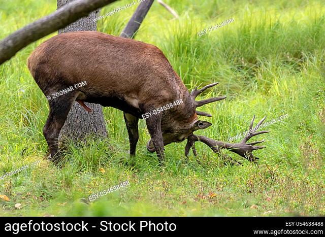 European red deer (Cervus elaphus) in rut, it is fourth the largest deer species