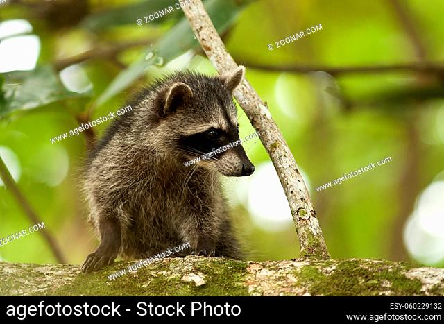 Cute raccoon, procyon lotor, cub climbing tree in a jungle of Costa Rica. Wild mammal with black stripe on a face looking down from a treetop