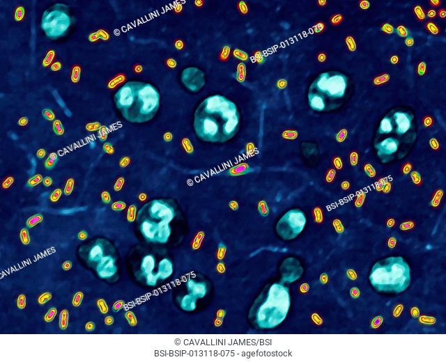 Yersinia pestis Pasteurella pestis is the bacterium responsible for the bubonic plague. Optical microscopy x 2000