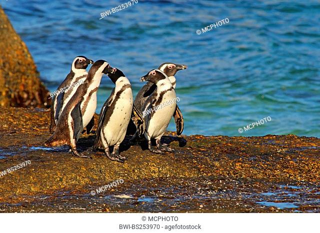 jackass penguin, African penguin, black-footed penguin Spheniscus demersus, group on a coastal rock, South Africa, Western Cape, Table Mountain National Park