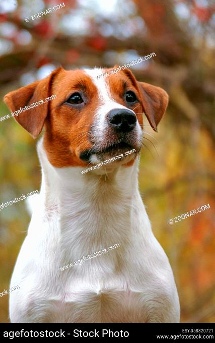 Happy jack russell terrier puppy autumn outdoor portrait. Focus on eyes