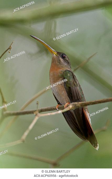 Rufous-breasted Hermit Glaucis hirsuta perched on a branch in Peru