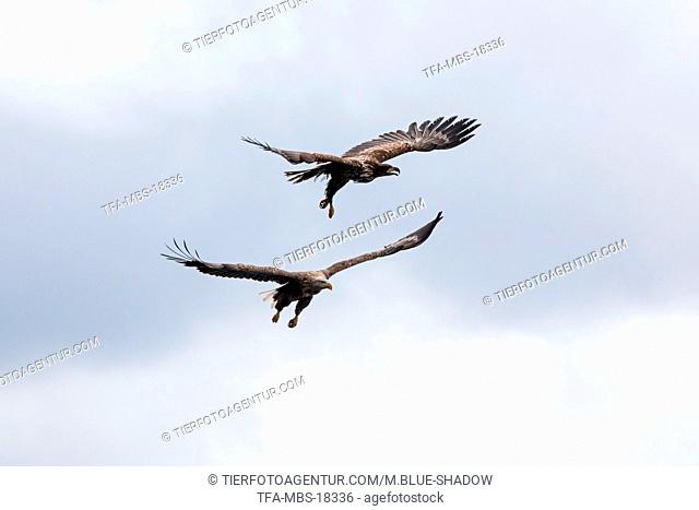 white-tailed sea eagles