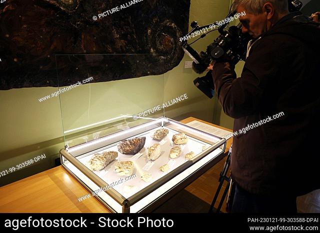 21 January 2023, Thuringia, Gera: A cameraman films molars of adult mammoths in a display case during ""Prehistory Day"" at the Natural History Museum
