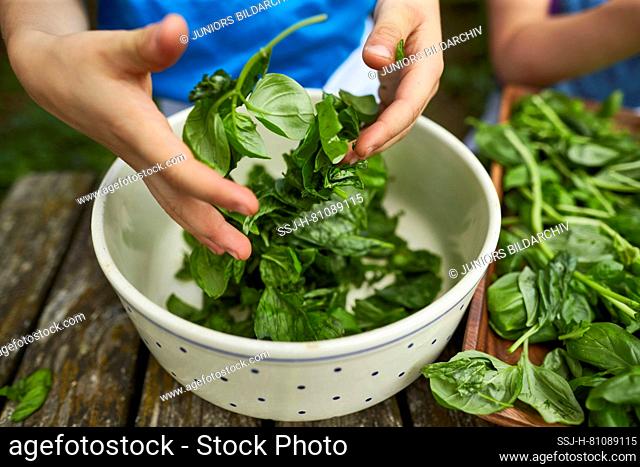 Children investigating food. Series: Making pesto. Removing basil leaves from the stems. Learning according to the Reggio Pedagogy principle
