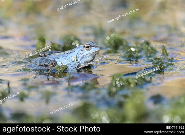 Moor frog (Rana arvalis), male during courtship, Lower Saxony, Germany, Europe