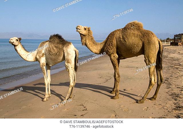 camels walking along the beach next to the Red Sea in the Sinai Desert of Egypt