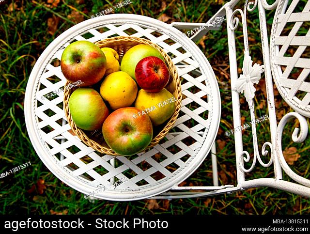 Apples, quinces, nature, garden, autumn, October, organic, harvest