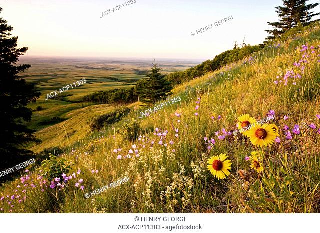 Wildflowers and sunset at Bald Butte, Cypress Hills Interprovincial Park, Saskatchewan, Canada
