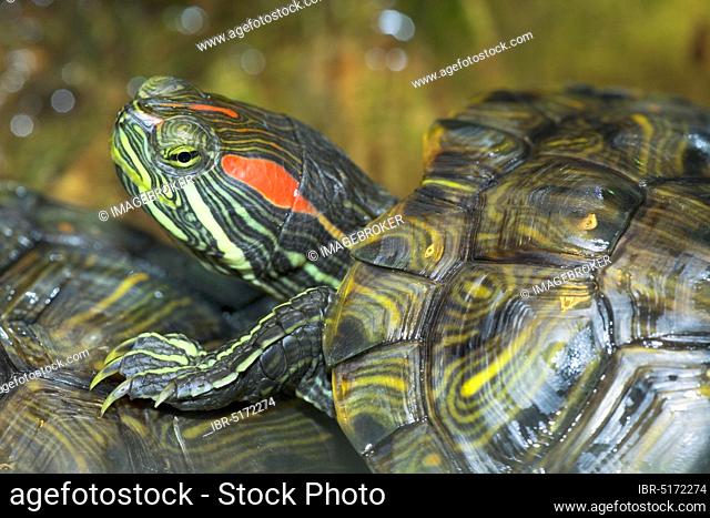 Red-eared Turtle (Trachemys scripta elegans) (Pseudemys scripta elegans)