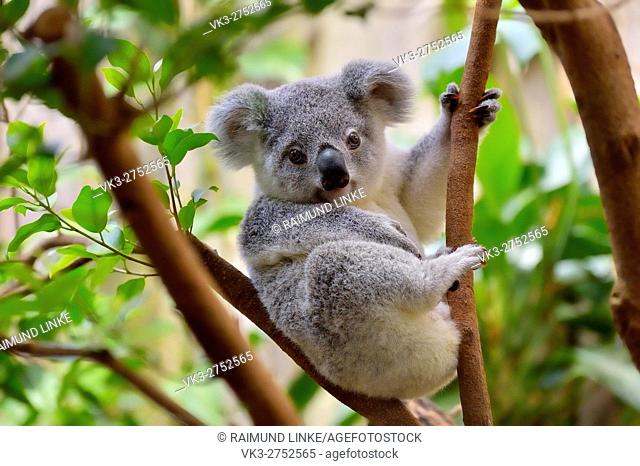 Koala, Phascolarctos cinereus, Young on Tree, Germany