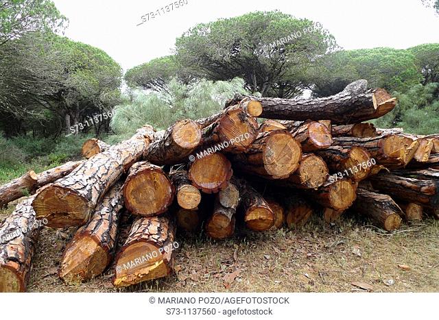 Log pile in Breña Natural Park, Parque Natural de la Breña, pine forest, Barbate. Costa de la Luz, Cadiz province, Andalucia, Spain