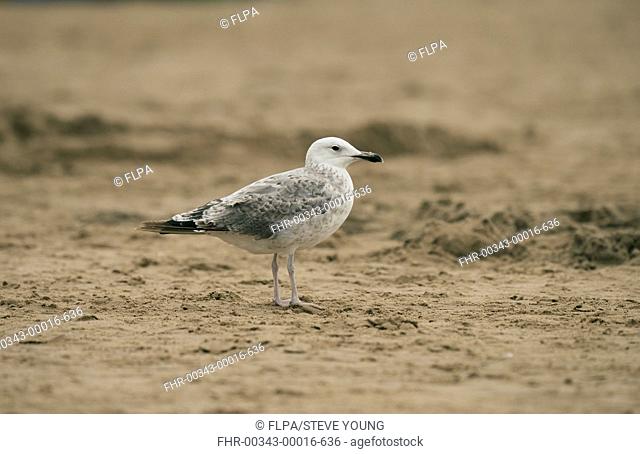 Caspian Gull (Larus cachinnans) immature, first summer plumage, standing on beach, Ainsdale, Merseyside, England, August