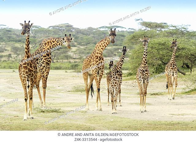 Masai Giraffe (Giraffe camelopardalis) herd with young standing on savanna, all looking at camera, Ngorongoro conservation area, Tanzania