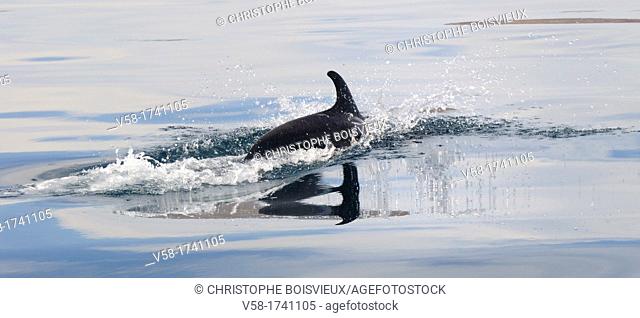 Mexico, Baja California, Bottlenose dolphin Tursiops