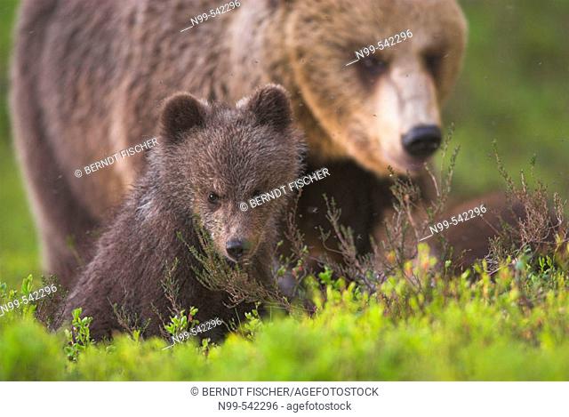 Brown Bear (Ursos arctos), female with cubs,  pine forest, Carelia, Finland