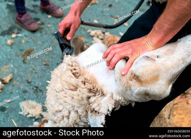 A detailed view of a shepherd shearing his sheep for the wool