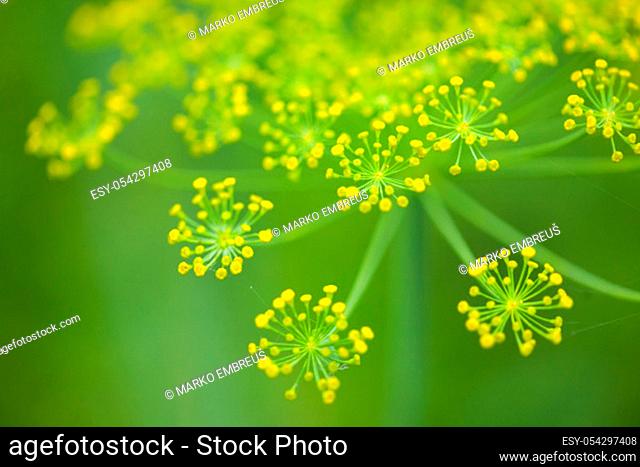 Download Yellow Dill Only Creative Stock Images Photos Vectors Agefotostock Yellowimages Mockups