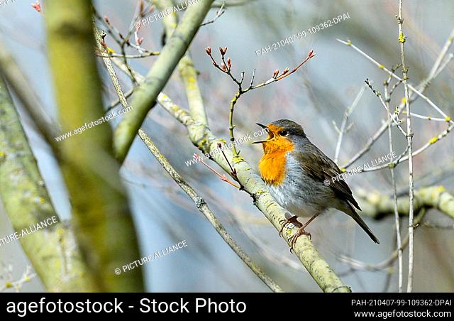 06 April 2021, Berlin: A robin sings in a tree. With its orange breast, the trusting bird is easy to recognize. Photo: Jens Kalaene/dpa-Zentralbild/ZB